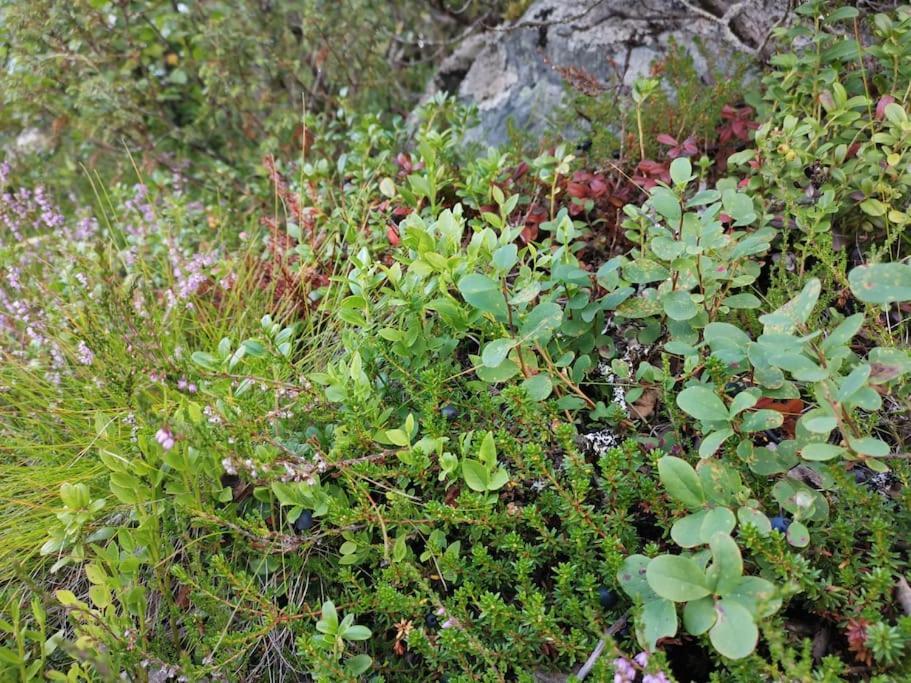 Na Er Vinteren Kommet Til Hallingdal آل المظهر الخارجي الصورة