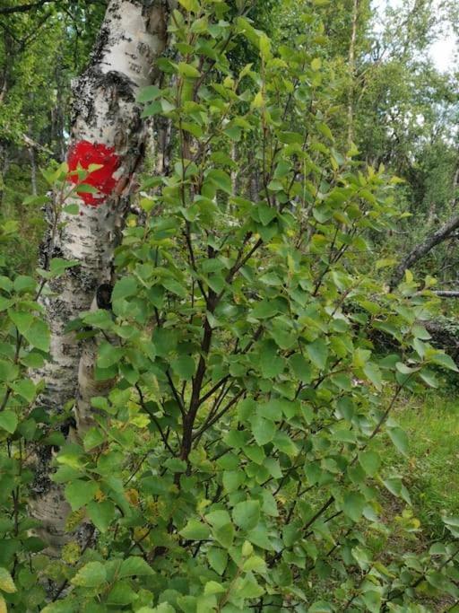 Na Er Vinteren Kommet Til Hallingdal آل المظهر الخارجي الصورة